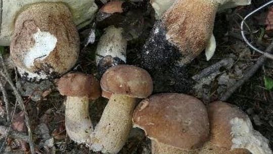 W nocy zaginął grzybiarz. Trwały poszukiwania 