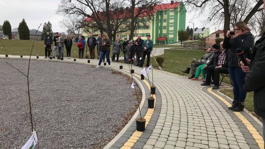 W powiecie opatowskim zasadzą tysiące lip