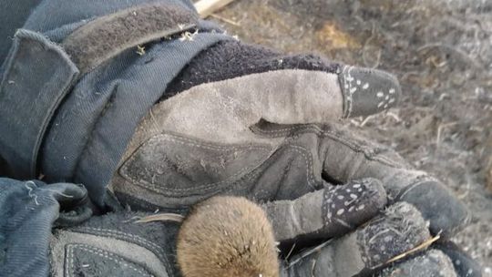 W pożarach traw giną też zwierzęta 