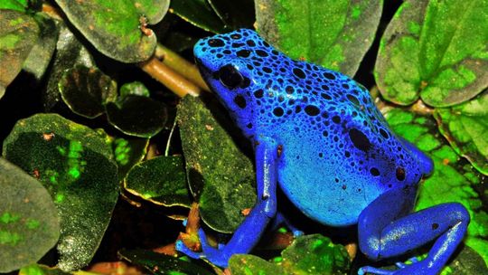 W regionie przybywa egzotycznych zwierząt