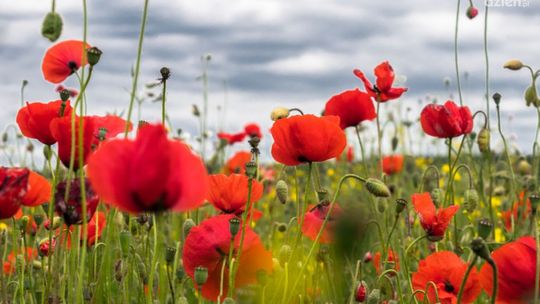 W regionie przybywa upraw maku i konopi