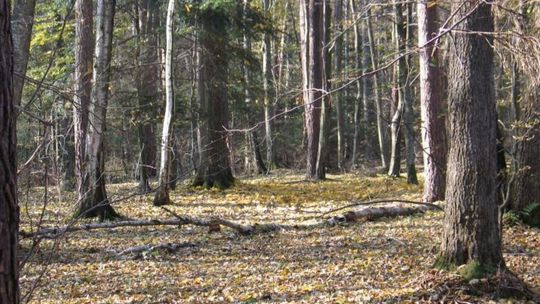 W starachowickich lasach stawiają na bezpieczeństwo