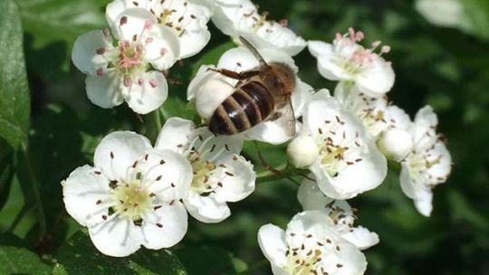 W Zochcinku powstanie zagroda pszczelarska
