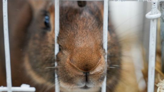 Weekend dla hobbystów i pasjonatów w Targach Kielce