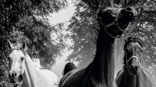 Wernisaż wystawy "Konie piękne i zuchwałe. Araby"