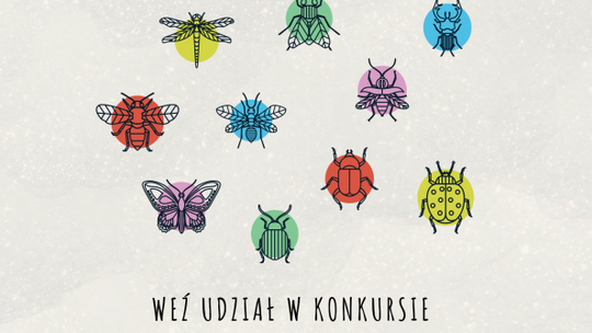 Weź udział w konkursie i zaprojektuj domek dla owadów