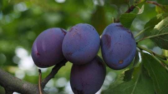 Wielkie Święto Śliwki rusza już jutro Wielkie Święto Śliwki rusza już jutro