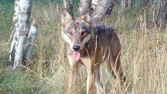 Wilki grasują w Mniowie, gmina apeluje o ostrożność