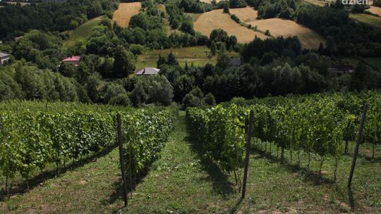 Winiarskie atrakcje w Sandomierzu