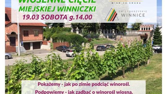 Wiosenne podcinanie winorośli