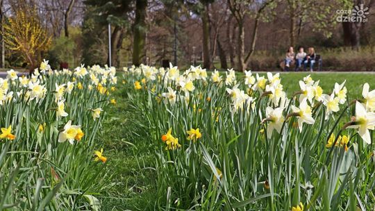 Wiosenne porządki w przestrzeni miejskiej