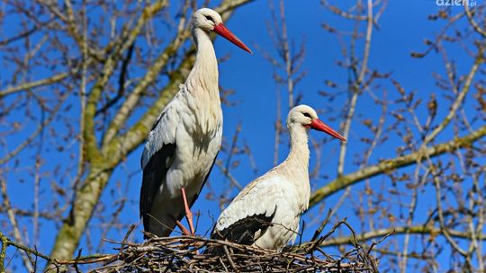 Wiosna tuż, tuż…