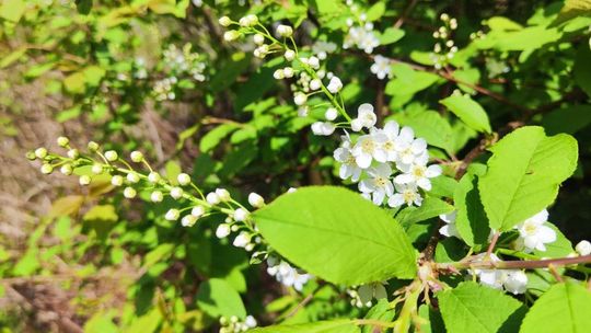 Wiosna w pełni. Wegetacja ruszyła miesiąc wcześniej