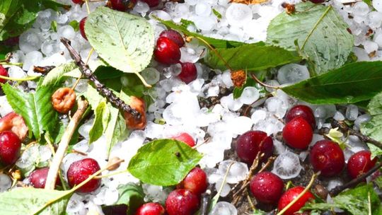 Wsparcie dla poszkodowanych przez przymrozki lub grad rolników, którzy uprawiają owoce – trwa nabór