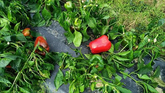 Wspomóż rolnika, odbierz paprykę. Akcja w gminie Dwikozy