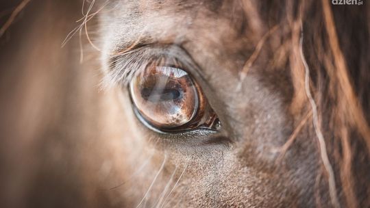 Wstrząsająca historia: Czterolatek staranowany przez konia w gminie Mniów