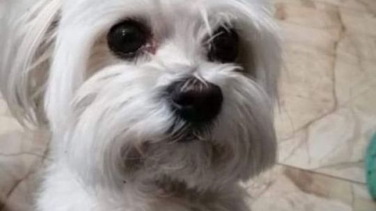 Wstrząsająca historia psa Falko z Kielc