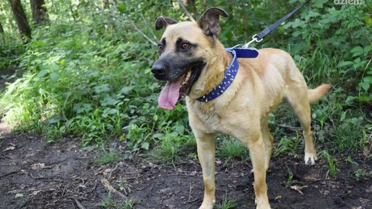 Wszystkie Łapy na Pokład! Schronisko w Dyminach na Światowy Dzień Kundelka