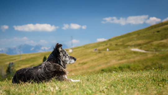 Wyjazd w Karkonosze z psem