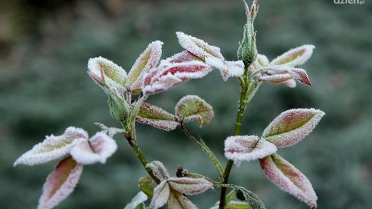 Wymarznięcia w niektórych miejscach regionu sa struprocentowe