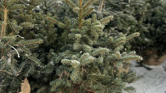 Wymień elektrośmieci na choinkę  