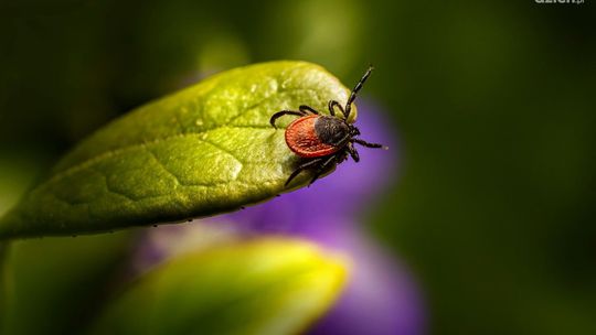 Wzrost zachorowań na boreliozę i kleszczowe zapalenie mózgu w Kielcach. Lekarze apelują o ostrożność