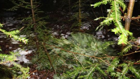 Z narkotykami za pazuchą wybrał się po jodłę