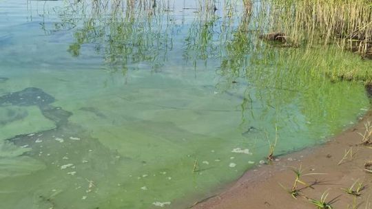 Zalew Lubianka z zakazem kąpania 