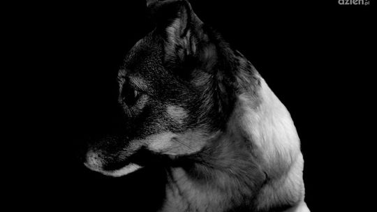 Zamknięcie schroniska w Nowinach