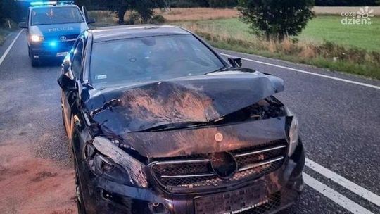 Zderzenie osobówki z sarną - zwierze nie przeżyło