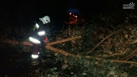 Zerwane linie, połamane drzewa - wichura dała się we znaki