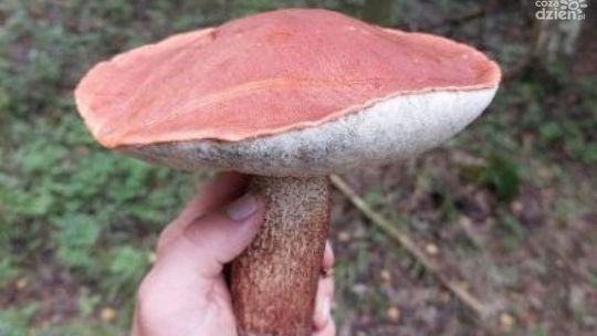 Zgubił się na grzybach