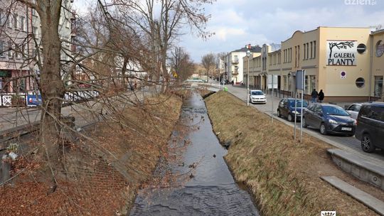 Zieleń Miejska rozpoczęła realizację zleceń na nowe nasadzenia w Kielcach