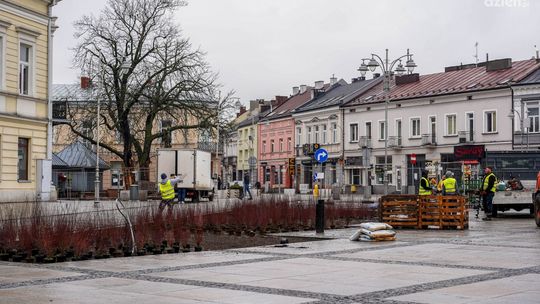 Zieleń zamiast betonu. Pierwsze nasadzenia na Rynku