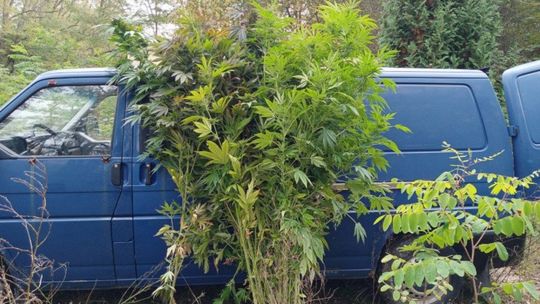 „Zielona plantacja” ukryta w lesie. Policja zabezpieczyła aż 86 krzewów konopi
