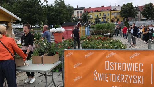 Zielono i ekologicznie na ostrowieckim Rynku