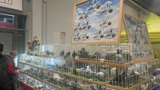 Zlot gołębi na kieleckich targach