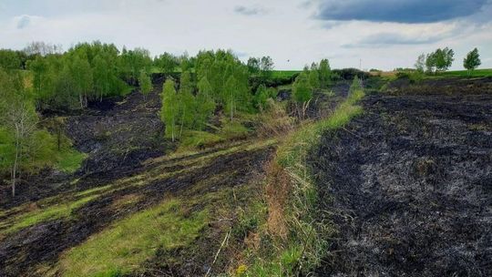 Znowu płoną nieużytki