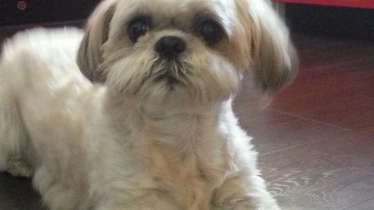 Zobacz najfajniejsze psiaki i kotki naszych Czytelników