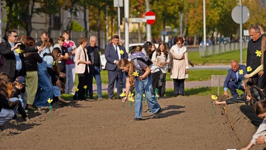 Żonkile ponownie zakwitną w Kielcach. Ruszyła kolejna edycja „Pól Nadziei”