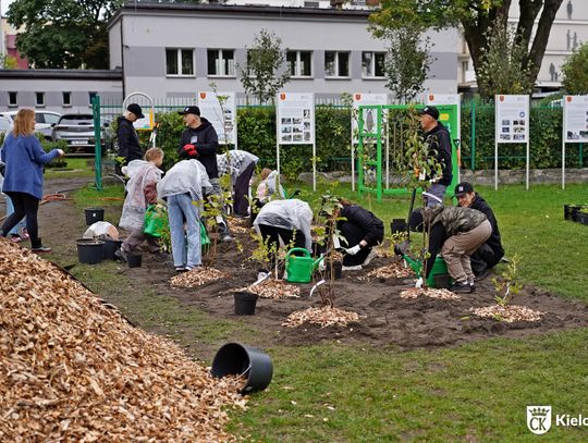 Szkolne podwórko zamienia się w zieloną przestrzeń. Nowe miejsce dla uczniów SP nr 12 w Kielcach