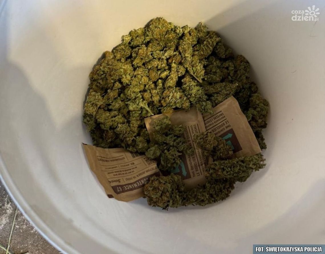 27-latek zatrzymany za nielegalną uprawę konopi. Grozi mu 20 lat więzienia
