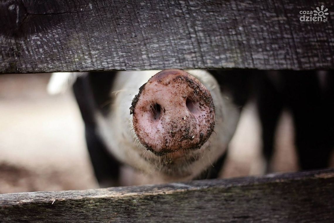 30 czerwca – ostateczny termin sporządzenia spisu stanu stada świń