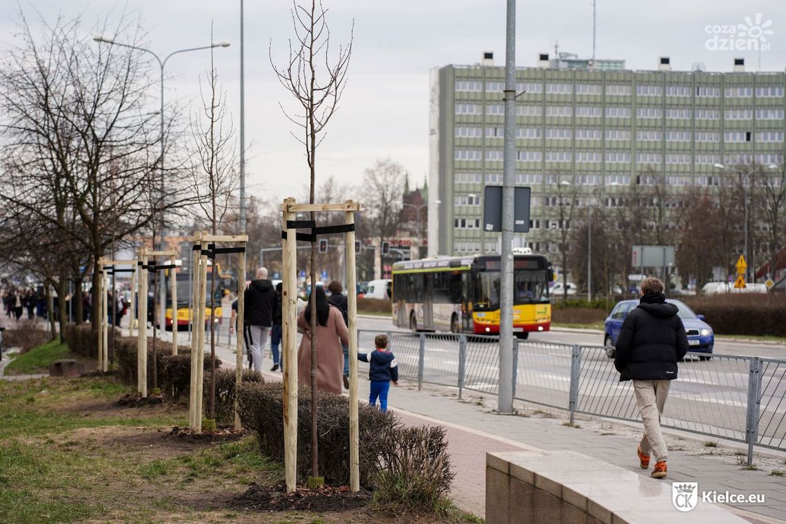 39 nowych drzew na kieleckich ulicach 39 nowych drzew na kieleckich ulicach