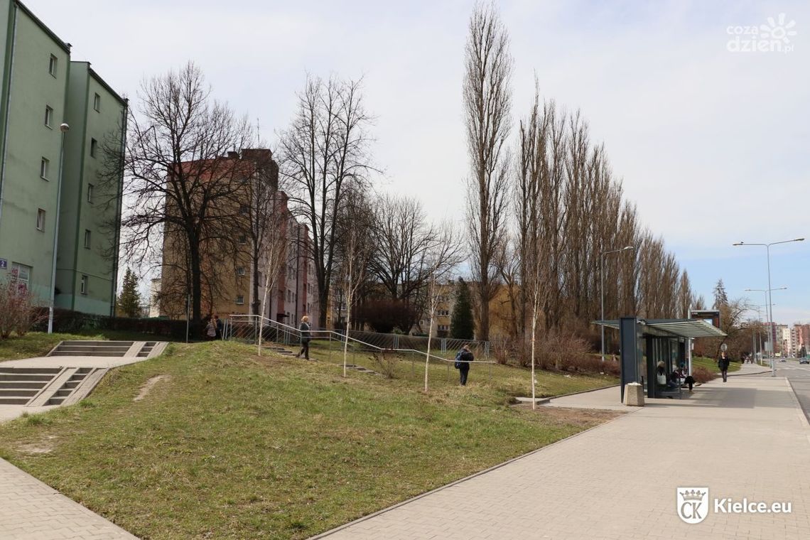 39 nowych drzew na kieleckich ulicach 39 nowych drzew na kieleckich ulicach