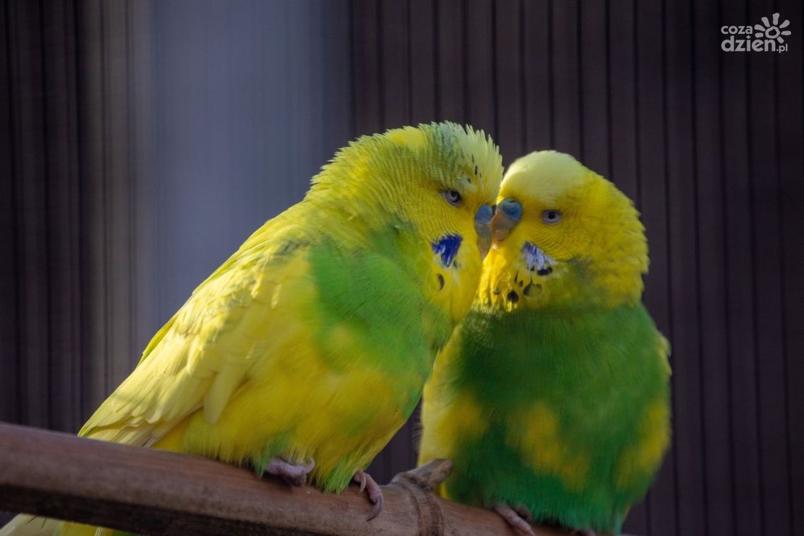 44 egzotyczne zwierzęta zarejestrowane 44 egzotyczne zwierzęta zarejestrowane