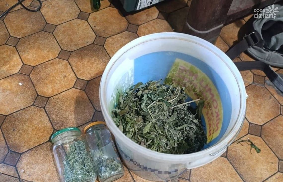 700 gramów marihuany u 52-latka 700 gramów marihuany u 52-latka