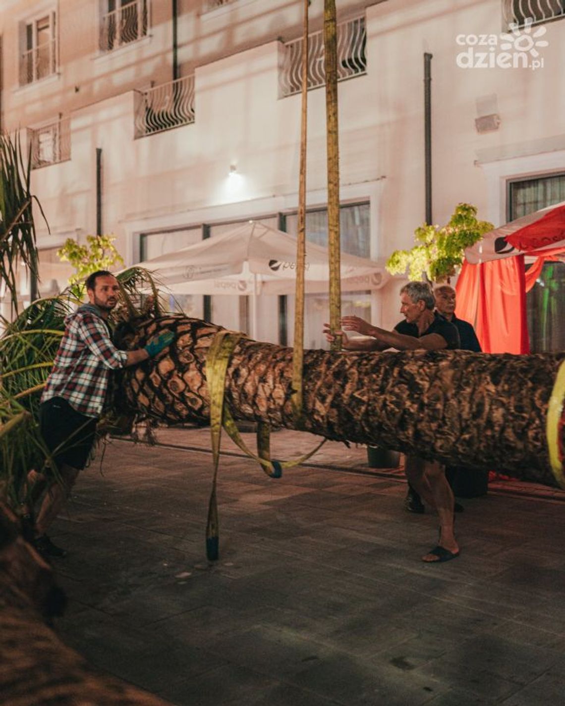 Afrykańskie palmy dotarły do Kielc Afrykańskie palmy dotarły do Kielc