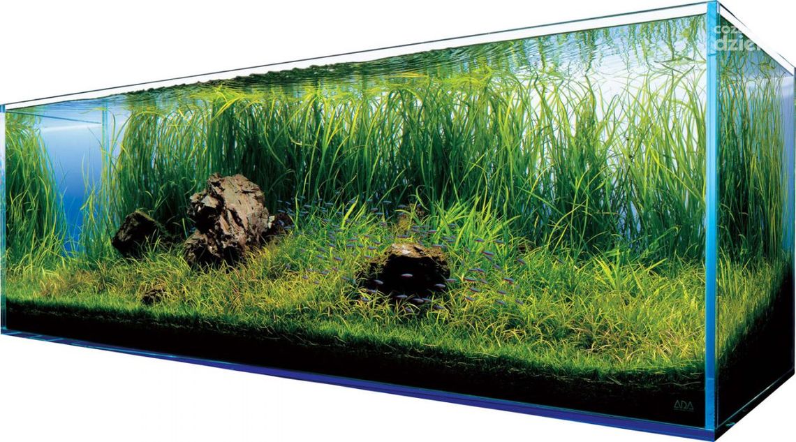 Akwarystyka dla początkujących