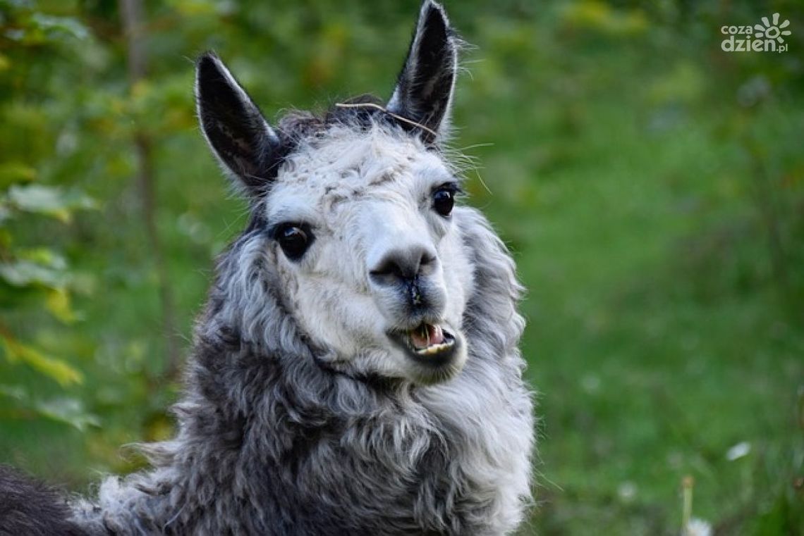 Alpaki i ser w rolach głównych w ,,Szklanym Domu" Alpaki i ser w rolach głównych w ,,Szklanym Domu"